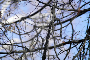 tree branch