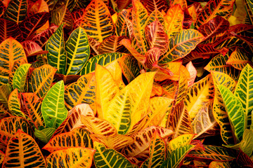 Croton plant. Colorful leaves pattern © ttinu