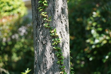 Tokyo,Japan-May 24, 2019: A creeper or a climber or a vine on a bark of Gingko tree.