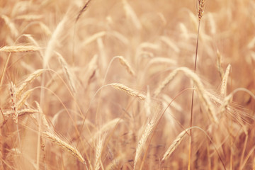 Sunny golden wheat field, ears of wheat close up background