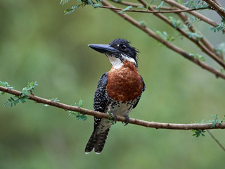 Giant kingfisher (Megaceryle maxima)