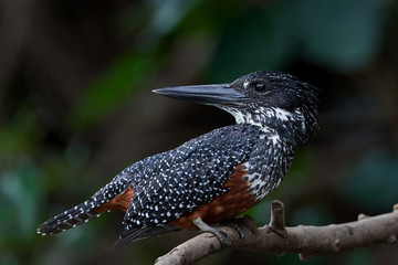 Giant kingfisher (Megaceryle maxima)