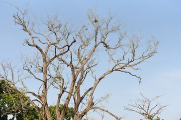 Fototapeta premium Free shape of branches in the sky