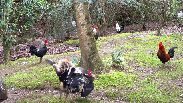 Roosters walk in the woods and fight. Cockfights.