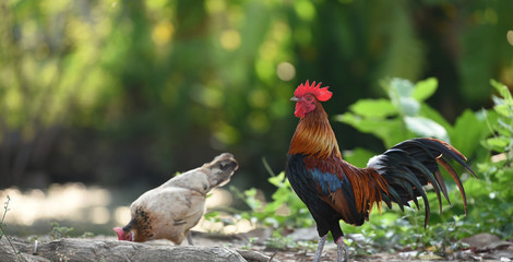 Small native chicken, find food in the garden at the temple in the morning.