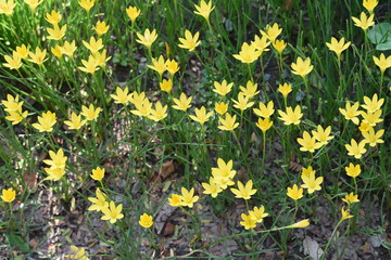 Obraz premium field of yellow flowers