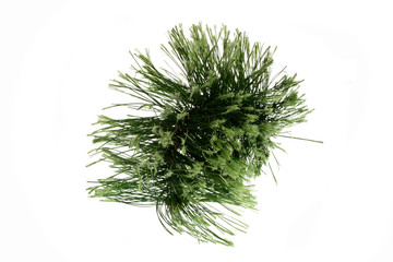 Christmas tree branch isolated on white background
