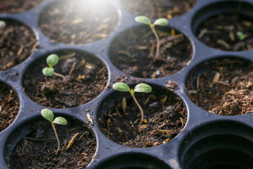 Planting the seedlings in the soil - Focus point.