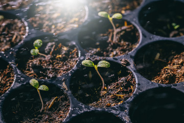 Planting the seedlings in the soil - Focus point.
