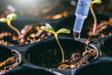 Planting the seedlings in the soil - Focus point.