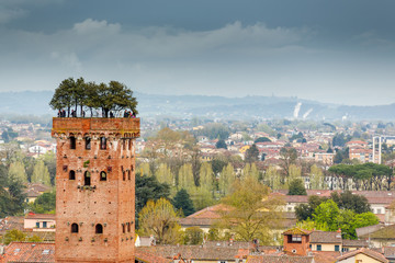 Fototapeta na wymiar Guinigi tower in Lucca, Italy