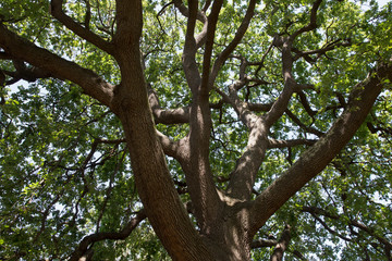Fototapeta na wymiar Beautiful Shady Oak Tree