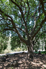Beautiful Shady Oak Tree