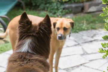 2 dogs looking at each other