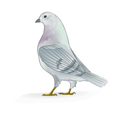 White Carrier pigeon domestic breeds sports birds on white background vintage   vector  animals illustration for design editable hand draw
