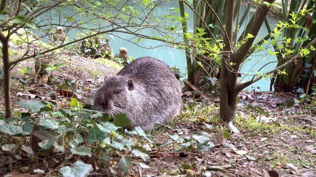 Gray nutria or beaver gnaws its food on the shore of the pond
