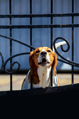 Dog breed beagle