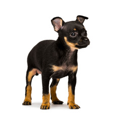 Russian toy terrier puppy isolated on a white background