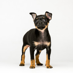 Russian toy terrier in studio on white background