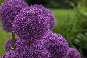 Allium