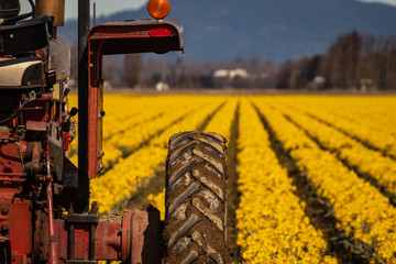 Tractor in Field of Daffodils