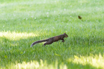 Squirrels doing their things!