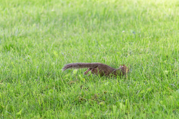 Squirrels doing their things!
