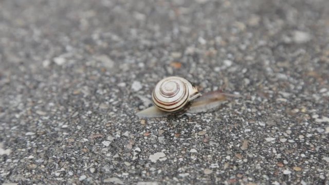 A snail crawling along asphalt.