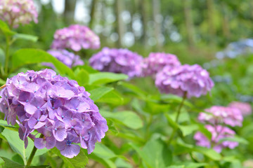 Fototapeta premium Pink hydrangea flowers