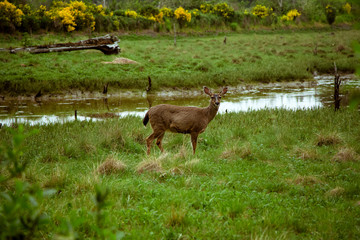 deer in a field