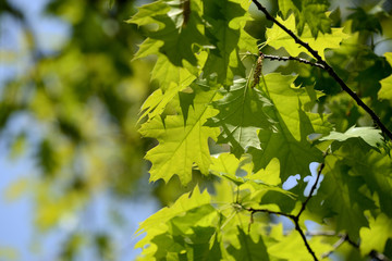 Oak leaves lit by the sun on a bright day close up