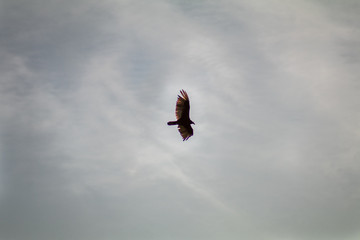 Hawk soaring overhead