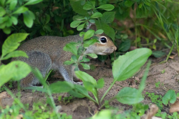 Squirrels doing their things!