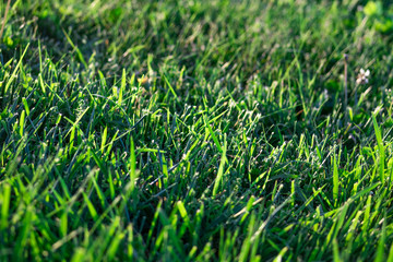 Grass and flowers and clovers