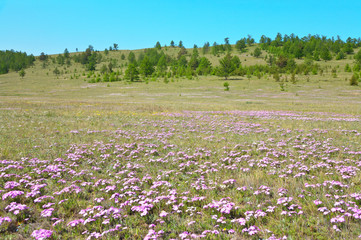 Baikal. Olkhon Island in the spring sunny day. Green meadow with pink wild flowers of saxifrage...