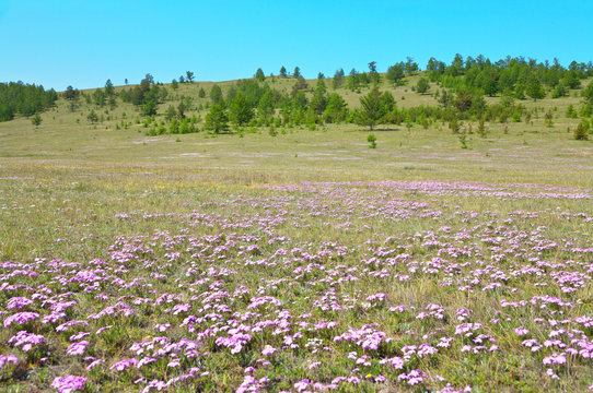 Baikal. Olkhon Island in the spring sunny day. Green meadow with pink wild flowers of saxifrage near Uzury village