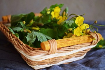 Medicinal plant-celandine.Alternative medicine.