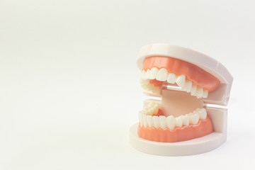 The Tooth model on white background for dental content.