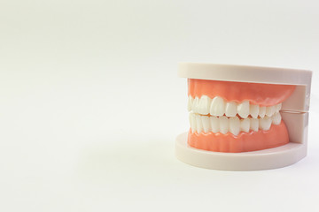 The Tooth model on white background for dental content.