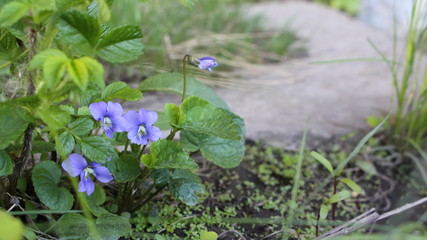 Purple Beauty in Distress