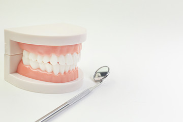 The Tooth model on white background for dental content.