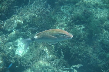sea