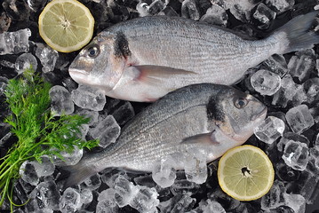 Fresh fish on ice cubes. Fresh dorado or gilthead bream on ice cubes and black background