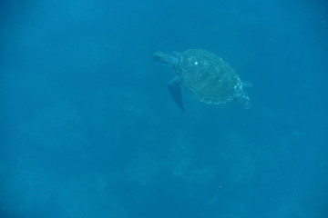 turtle