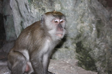 thoughtful monkey