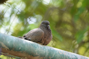 pigeon on branch