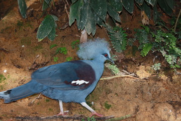 Tropical colorful birds