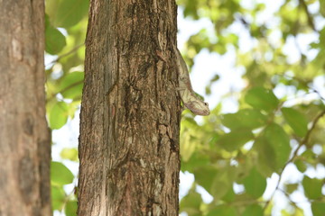 Obraz premium The small kila branch, brown on the big tree