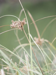 Dried grass flowers that are on the trunk