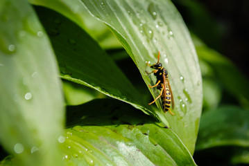 Wasp sits on green leaves